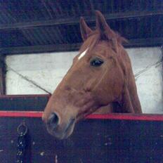 Dansk Varmblod Liten rider hende for en!