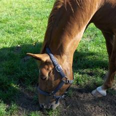Dansk Varmblod Liten rider hende for en!