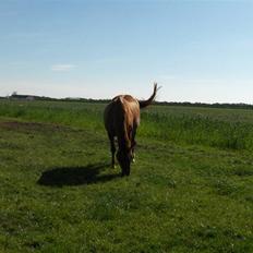 Dansk Varmblod Liten rider hende for en!