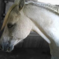 Anden særlig race GHOST BUSTER