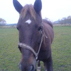 Anden særlig race Max