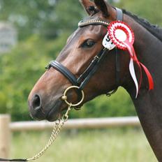 DSP Moonjam´s Poéme  *B-pony*