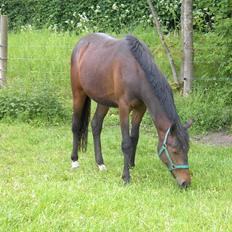 DSP Moonjam´s Poéme  *B-pony*