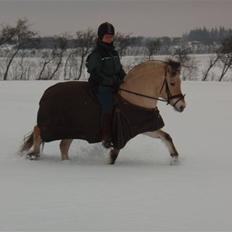 Fjordhest FREJA R.I.P.