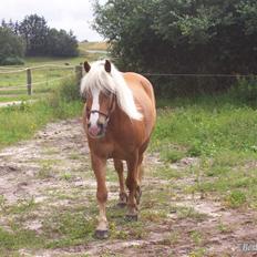 Tyroler Haflinger partner