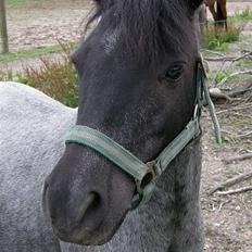 Anden særlig race Cimber