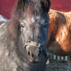 Shetlænder Kellas Penny Rose - UDLÅNT-