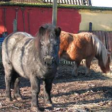 Shetlænder Kellas Penny Rose - UDLÅNT-