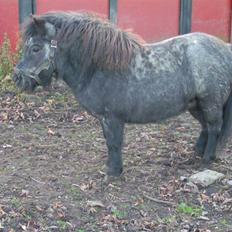 Shetlænder Kellas Penny Rose - UDLÅNT-