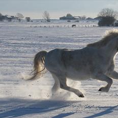Welsh Mountain (sec A) Ræveskiftets Jock (Duke)
