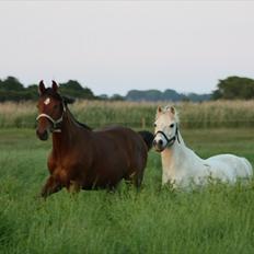 Welsh Mountain (sec A) Ræveskiftets Jock (Duke)