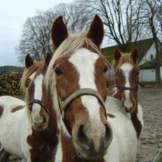 Pinto Kaluu Nyberg udlånt 