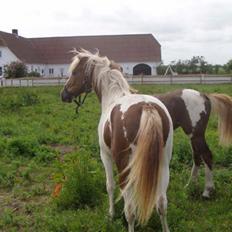 Pinto Kaluu Nyberg udlånt 