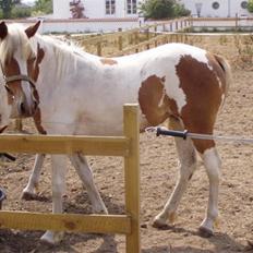 Pinto Kaluu Nyberg udlånt 