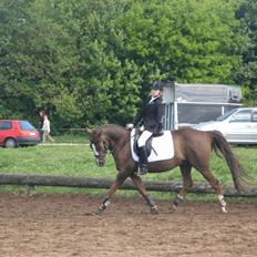 Hollandsk Sportspony filur 