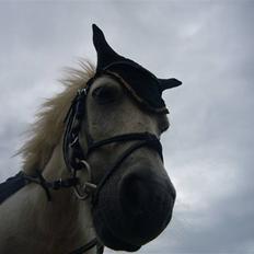 Shetlænder Jolly aflivet R.I.P:*