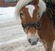 Haflinger kogle solgt