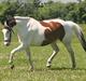 Pinto S.P. Dixie *R.I.P*