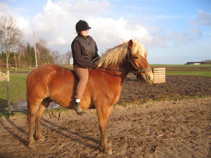 Haflinger Manito tidl hest - nu er det altså snart nok. vil gerne ud og have noget mad!!!! billede 6