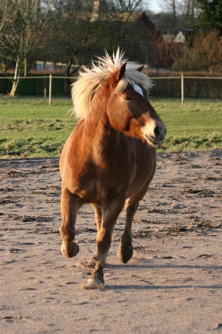 Haflinger Manito tidl hest - jeg gider ikke mere billede 7