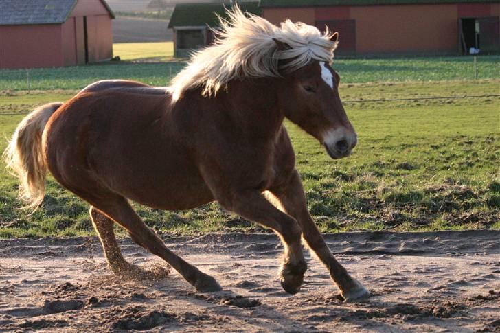 Haflinger Manito tidl hest - juhuu billede 8