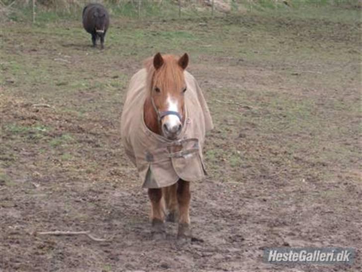 Anden særlig race Lyn Star - R.I.P - foto: pernille billede 1