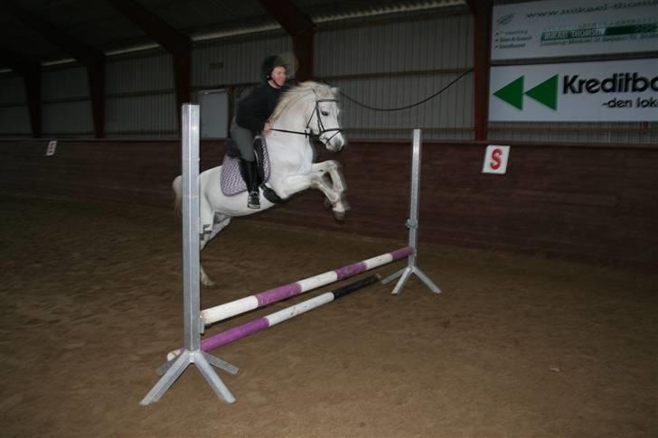 Welsh Pony (sec B) Lintelo Gratitude- SOLGT - springe kan vi godt lide billede 6