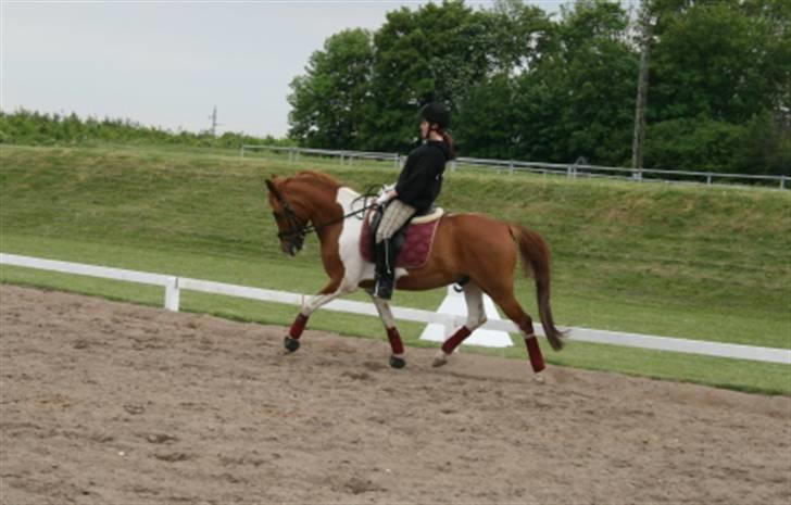 Pinto Bonanza (SOLGT)  - Velkommen til Bonanza´s profil. Dressurtræning den 9 Juni 2009 - Trav :) billede 1