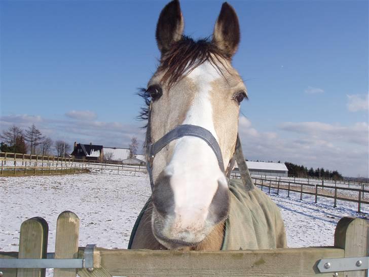 Welsh Cob (sec D) Kimberly <3 billede 4