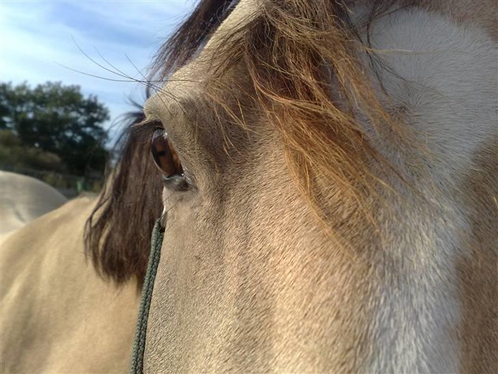 Welsh Cob (sec D) Kimberly <3 - *NYT* billede 5