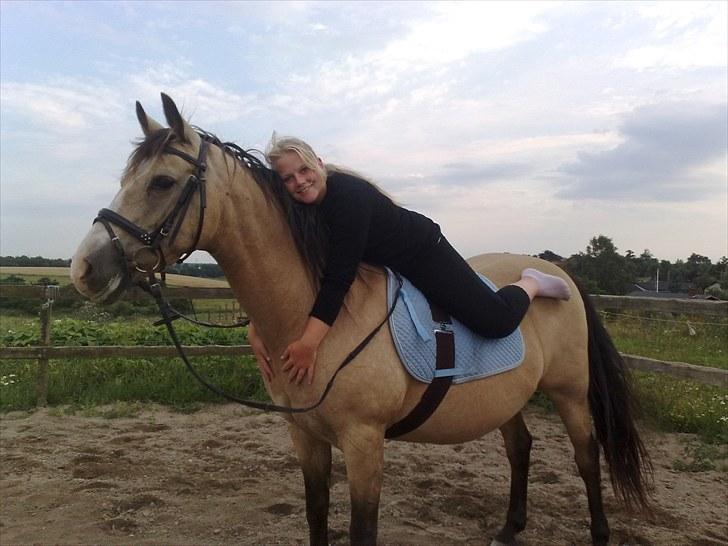 Welsh Cob (sec D) Kimberly <3 billede 6