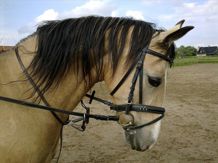 Welsh Cob (sec D) Kimberly <3 billede 7