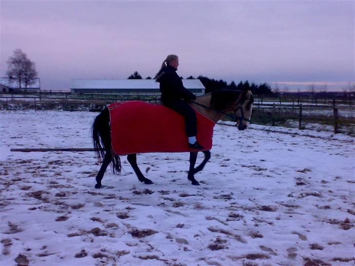 Welsh Cob (sec D) Kimberly <3 billede 8