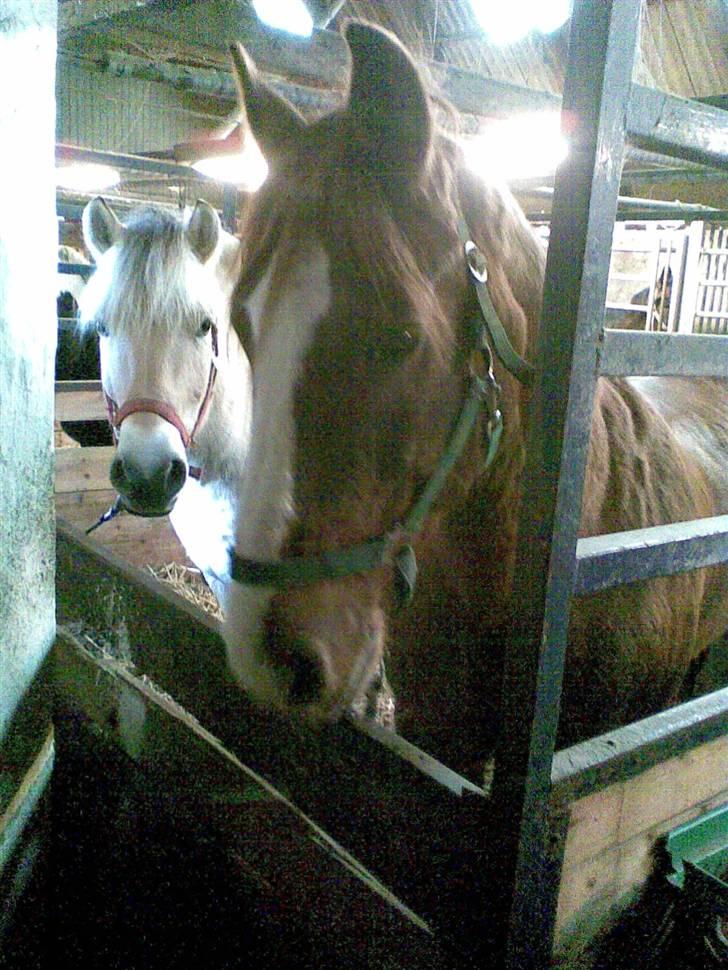 Anden særlig race Boris (Hvor er du!? ) billede 1