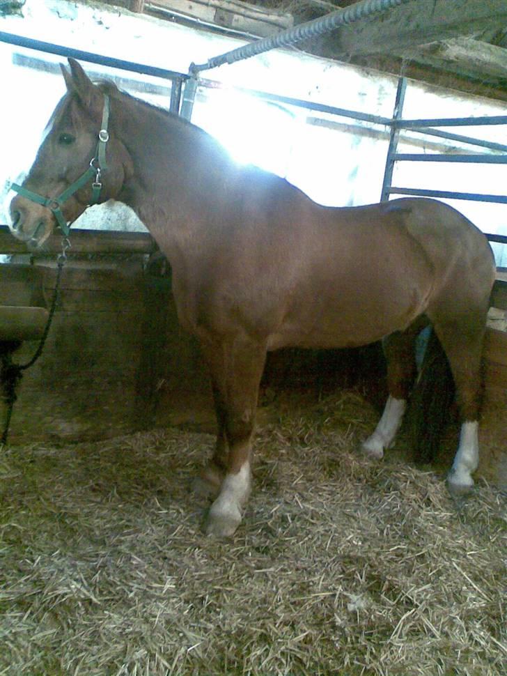 Anden særlig race Boris (Hvor er du!? ) billede 2