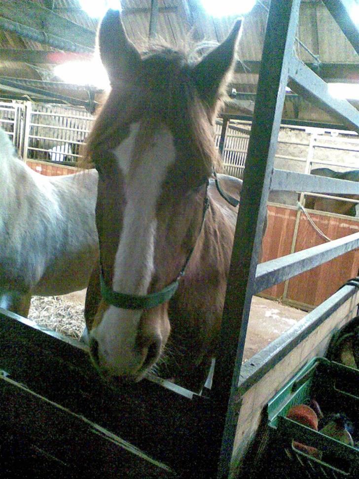 Anden særlig race Boris (Hvor er du!? ) billede 3