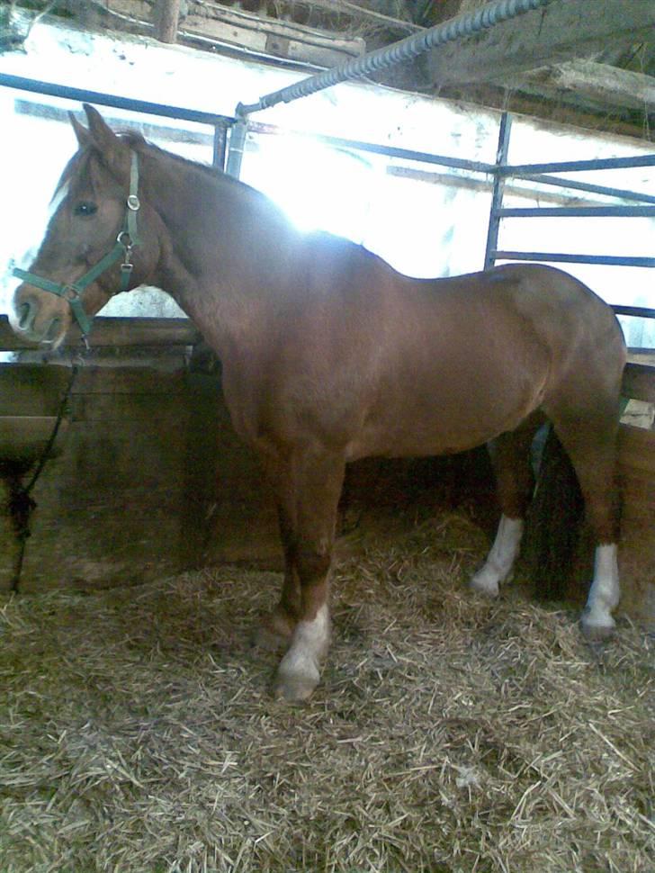 Anden særlig race Boris (Hvor er du!? ) billede 4