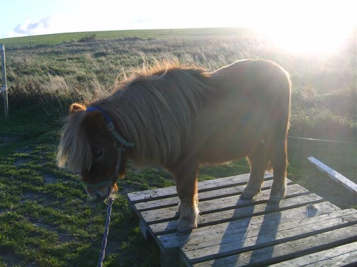 Shetlænder Fanny  - 9#  Se hvor dygtig hun er :D Foto: JGM 2008 billede 9