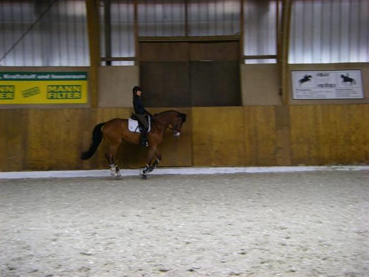 Trakehner Levico III billede 15