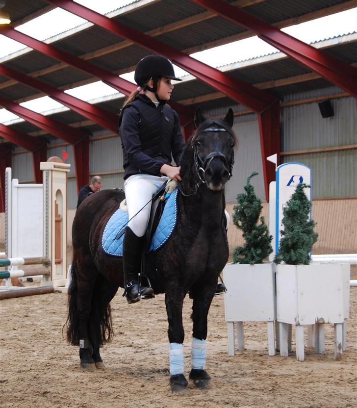 Welsh Mountain (sec A) Tarzan  - Velkommen til Trazans profil :D <33 Stævne i hylke 3 plads billede 1