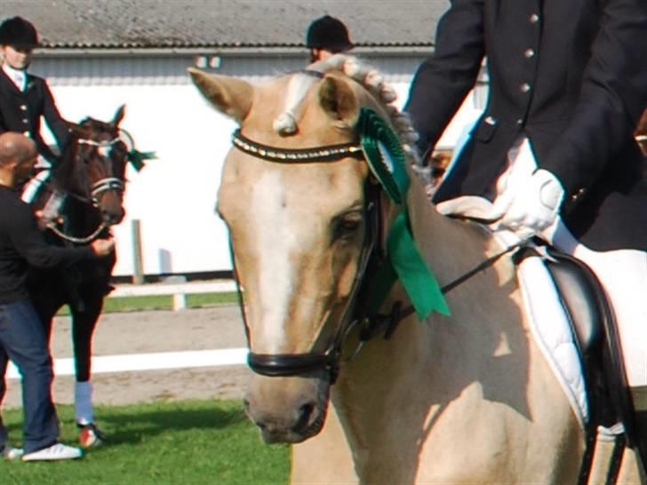 Tysk Sportspony Golden Starlight SOLGT - Efter præmieoverrækkelsen til DM-hold.. ; ) Holdet blev nr. 5 i finalen billede 3