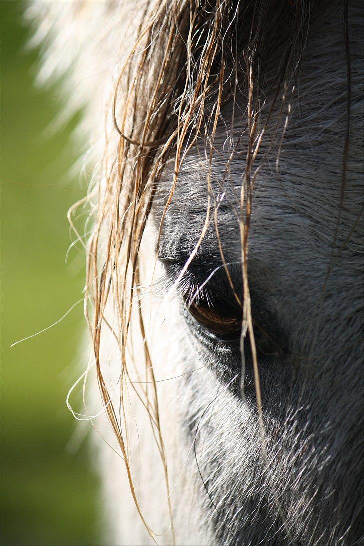 Welsh Cob (sec D) Athos/Mowgli -   Min drøm blev virkelig, da jeg mødte dig :´) Foto : Mig billede 11