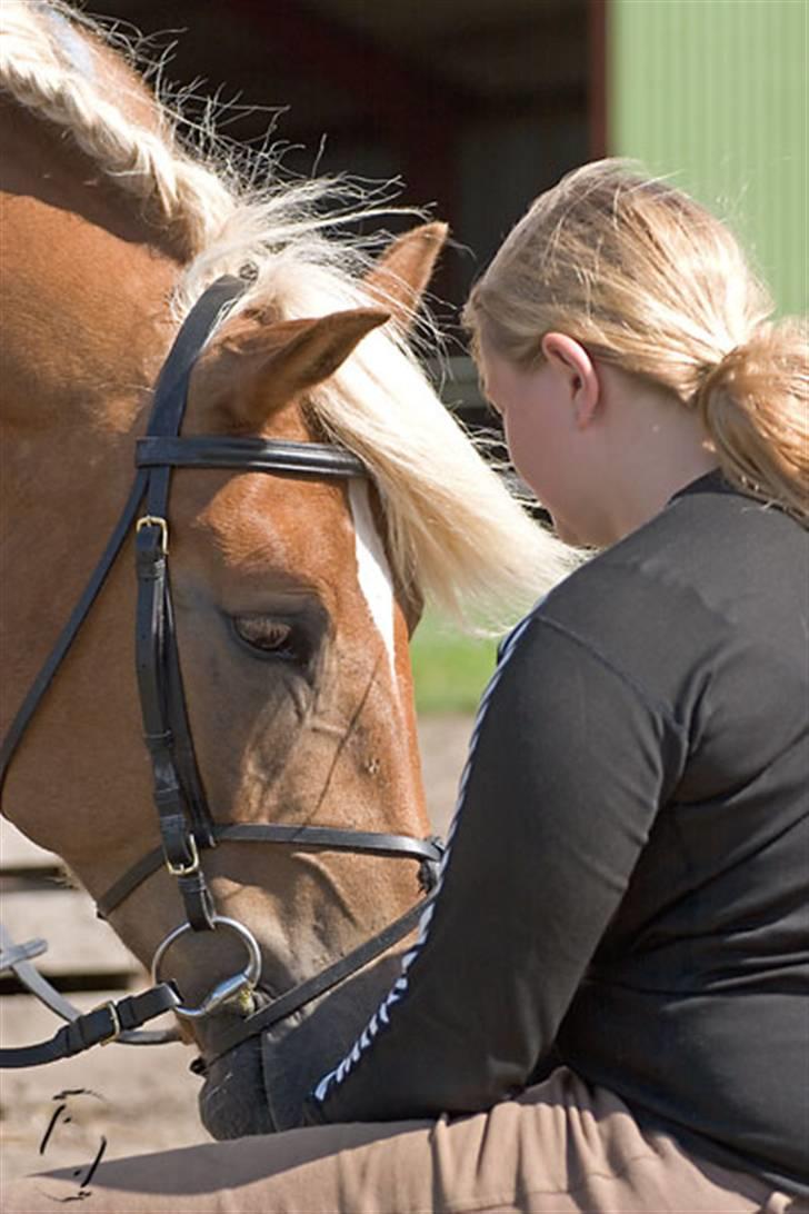 Haflinger Manito tidl hest - har du mad??? billede 9