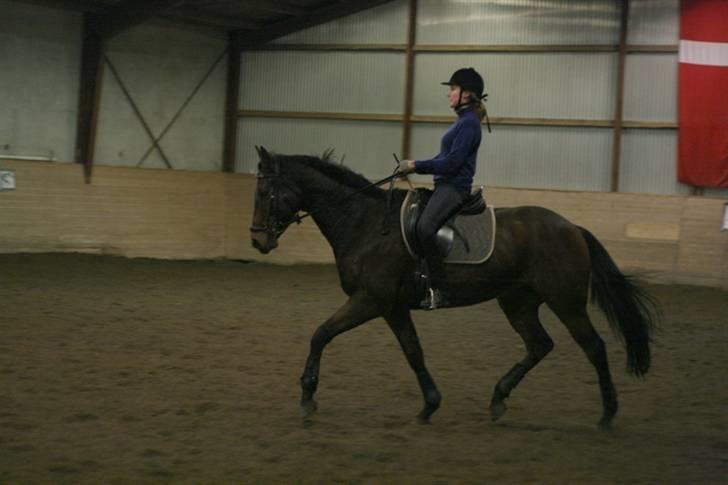 Fuldblod (XX) Capzeda xx - 4. december 2007 billede 11