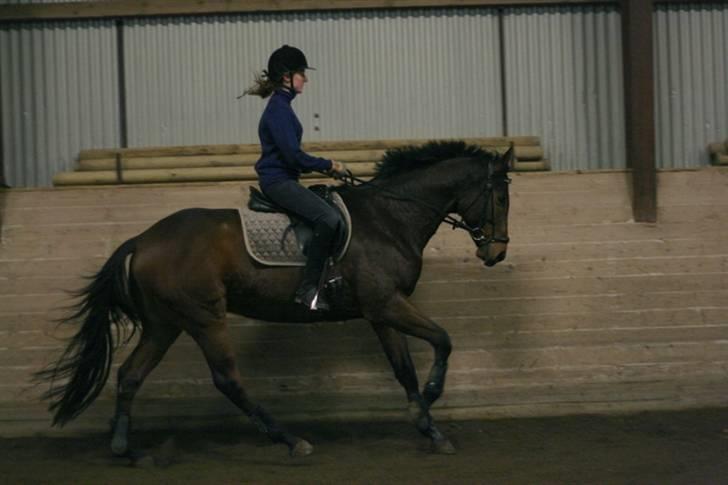 Fuldblod (XX) Capzeda xx - 4. december 2007 billede 12