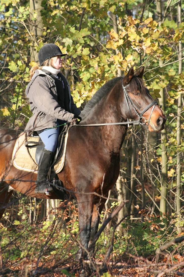 Anden særlig race Amigo - Forevigt i mit hjerte... - Amigo og mig på skovtur. Dengang han havde stritman. billede 12