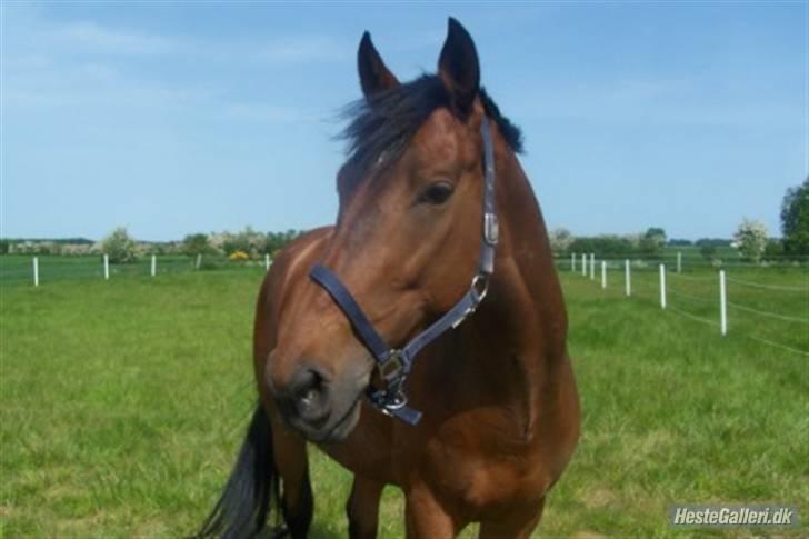 Holstener Indegaardens Capone   billede 8