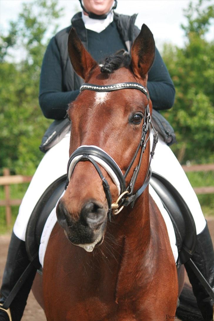 Holstener Indegaardens Capone   - Foto: Pernille Carlsen billede 9