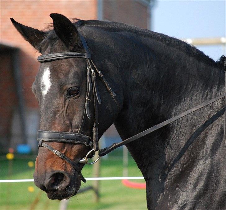 Oldenborg Tenna Af Kloster R.I.P - Velkommen til Tenna af Kloster´s profil.  billede 1