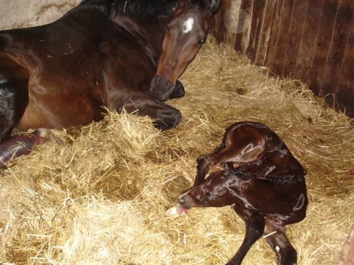 Oldenborg Tenna Af Kloster R.I.P - Tenna og lille nyfødte Tiggi Twith (det 1 hos os) billede 4